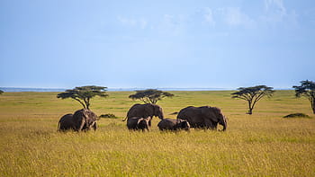 slon, stromy, savany, nebe, zvíře, safari, živočišného světa, Afrika, divoký, savec, cestovat
