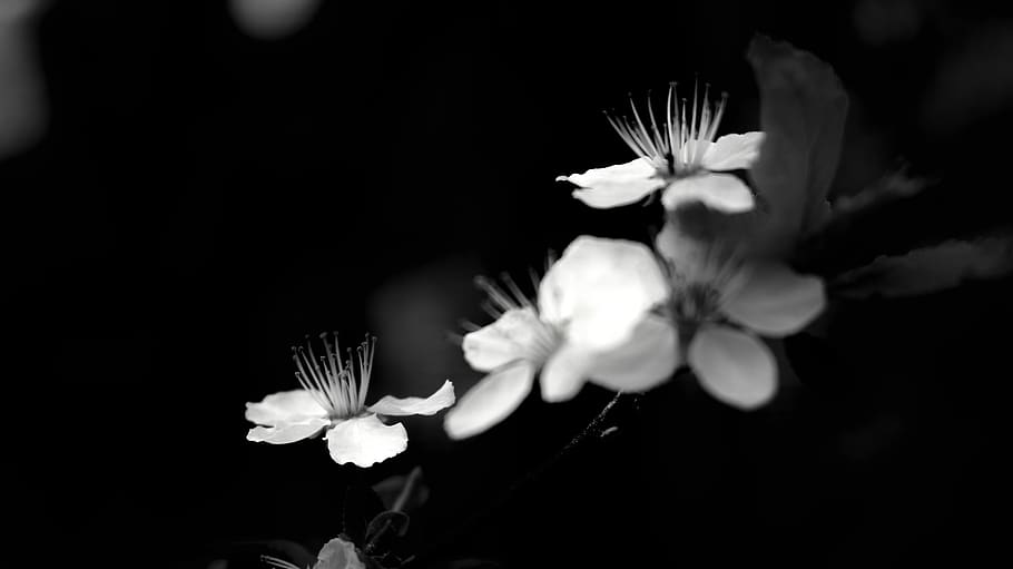 b w, nb, černobílý, Příroda, světlo, bílý, Černá, shrnutí, Modelka, textura, Pozadí