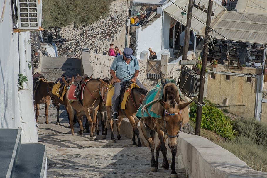 koně, cestovní ruch, doprava, zvíře, letní, thira, santorini, řecké ostrovy, Řecko, Dovolená, meditarráneo