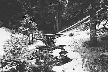 forest, woods, river, stream, water, bridge, wood, trees, logs, black and white, winter