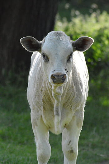 calf, cow, field, grass, nature, animal, farm, agriculture, green, meadow, milk