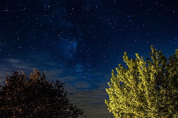 pohon, langit berbintang, alam, langit, di luar ruangan, malam, bintang, berbintang, malam hari, astronomi, galaksi
