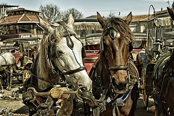 cavalli, animali, carrozza, all'aperto, criniera