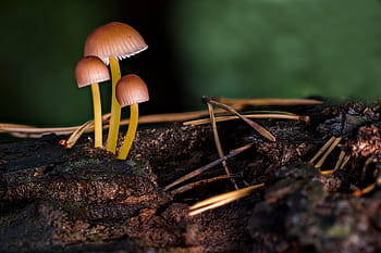 sieni, sienet, pieni sieni, mini-sieni, metsäsieni, helttasieni