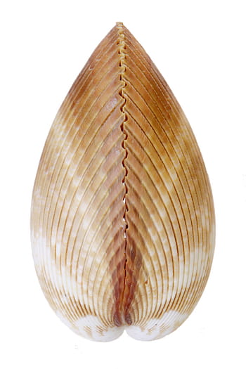 bone, close-up, closeup, coast, coastline, cockle-shell, conch, coral, cowrie, detail, empty