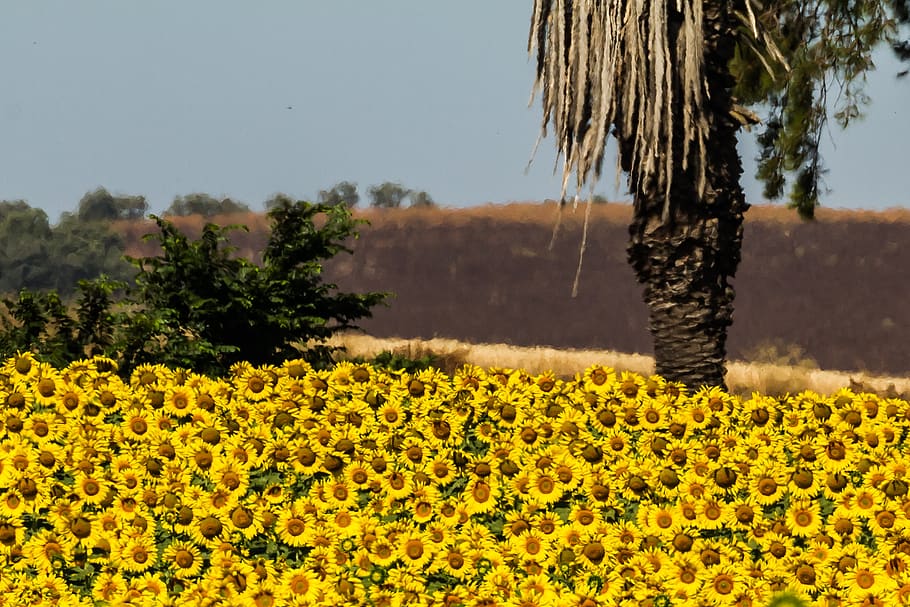 spain, sunflowers, summer, yellow, sunny, 10-19-18