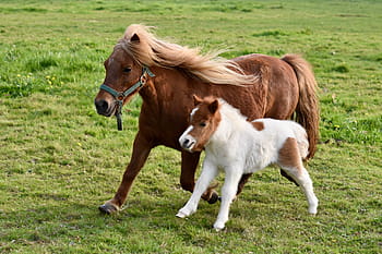 foal, shetland pony, shetland pony jarod, shetland pony glamour, pony run, pony prairie, nature, small horse, mane