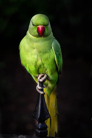 parrot, bird, colorful, plumage, parrots, birds, animal, feather, nature, african grey parrot, green