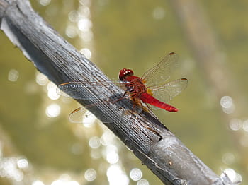 vážka, červená vážka, erythraea crocothemis, větev, rybník, sagnador scarlet