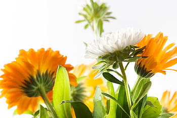 Krásná, květ, Jasný, chomáč, detailní, detail, flóra, květinový, flores, listy, čerstvý