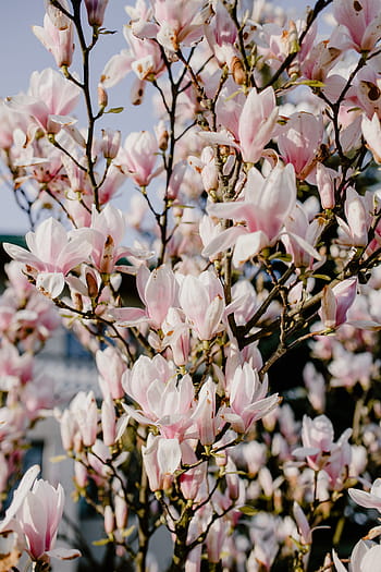 árbol de magnolia, floración, flores, jardín, encantadora, floral, rosa, primavera, flor, abril, botánica