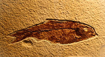 fossil of fish, ancient, animal, archeology, bone, bones, brown, creation, evolution, extinct, extinction