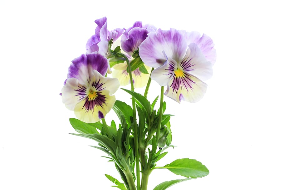 flower, nature, flora, floral, blooming, pansy, viola, purple, lilac