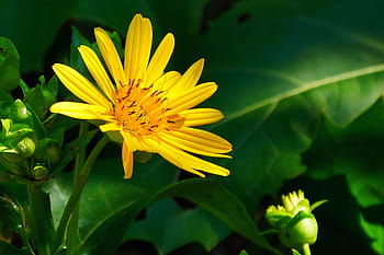 golden, aster flower bloom, closeup., golden aster, aster flower, aster plant, aster, aster images, aster flower images, aster flower pictures, summer flowering plants