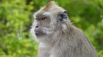 abe, mauritius, bjerge, grand bassin, ganga talao