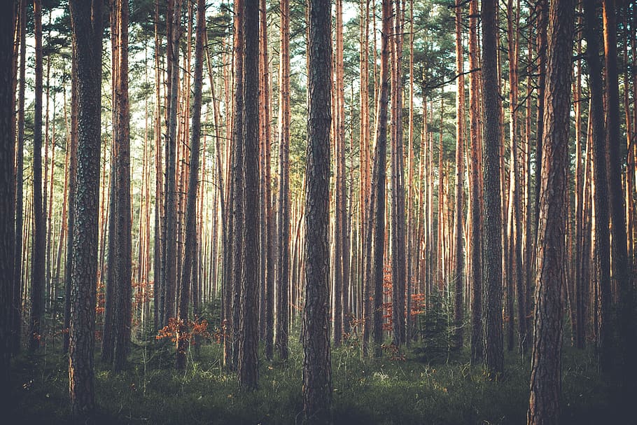 trees, forest, woods, thicket, pine trees, pine, conifer, growth, nature, wilderness, forest trees