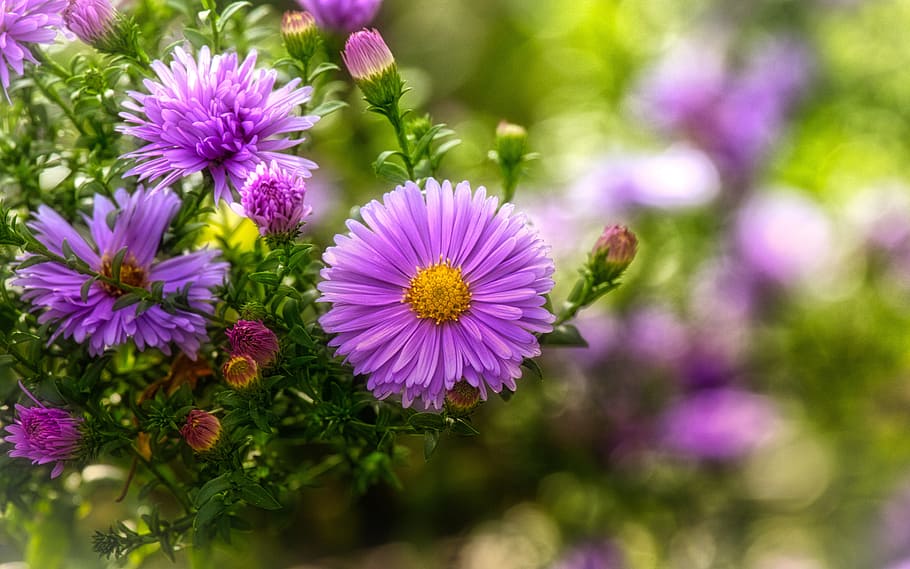 asters, bright, purple, pink, autumn, flowers, composites, greeting card, background, beautiful, flora