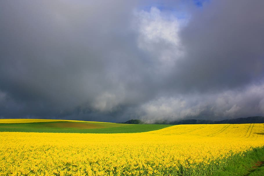 primavera, campo di semi di colza, natura, paesaggio, giallo, fiore di stupro, agricoltura, Blütenmeer, pianta, nuvole, rurale