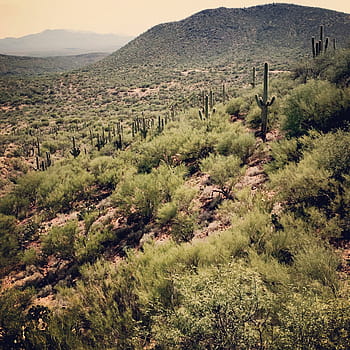 cactus saguaro, piante del deserto, deserto di sonora, Sud, Tucson, Arizona., avventura, Arizona, cactus, deserto, paesaggio