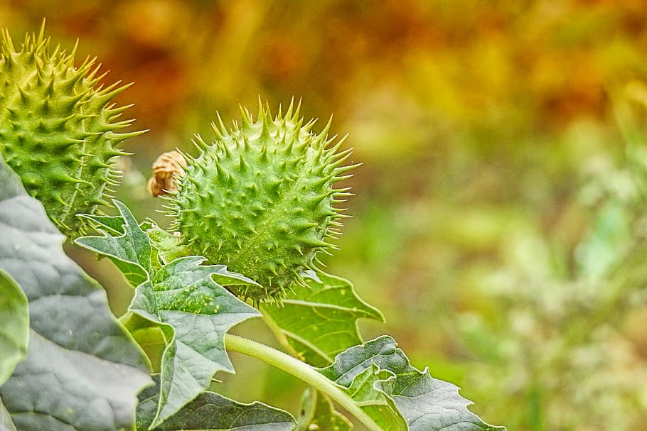 apel duri, datura umum, musim gugur, tanaman, berduri