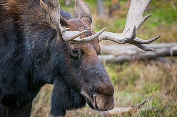 moose, deer, antlers, canada, nature, wilderness, forest, wood