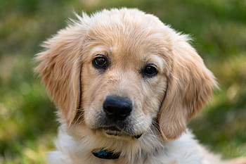 Golden Retriever, Hündchen, Hund, jung, süß, Säugetier, Haustier, bezaubernd, Labrador, Aussicht