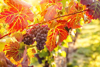 vineyards, sunset, autumn harvest, harvest., ripe, grapes, fall.