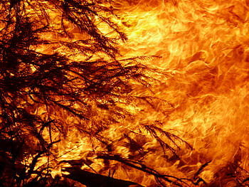 oheň, teplo, plamen, hořet, bushfire, táborák