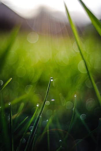 kapka vody, tráva, bokeh, Pozadí, zblízka, dešťová kapka, voda, Příroda, rosa, zahrada, odkapávat