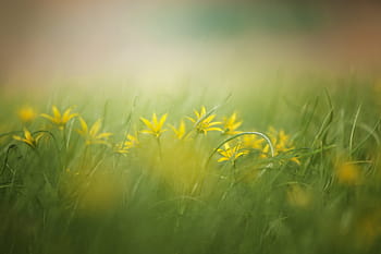 잔디, 자연, 건초 만들기, 들, 여름, 노란 꽃, 꽃들, 배경, 희미한, 그림, 잘 생기게