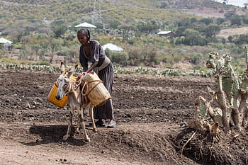 ethiopia, africa, poverty, agriculture, donkey, water, living conditions, developing country, travel