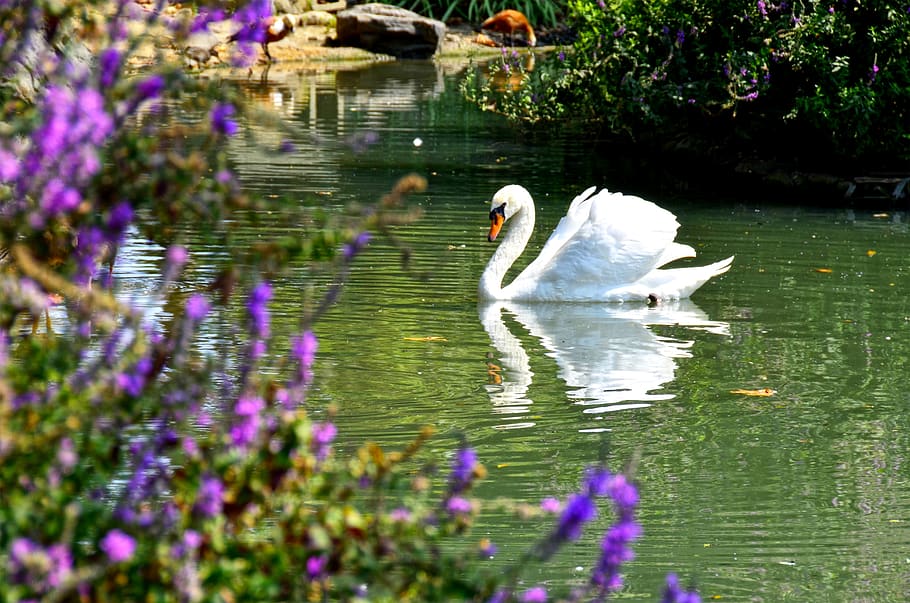 labuť, pták, jezero, elegantní, fauna, bílý, plavat, Příroda, voda, křídlo, zvíře