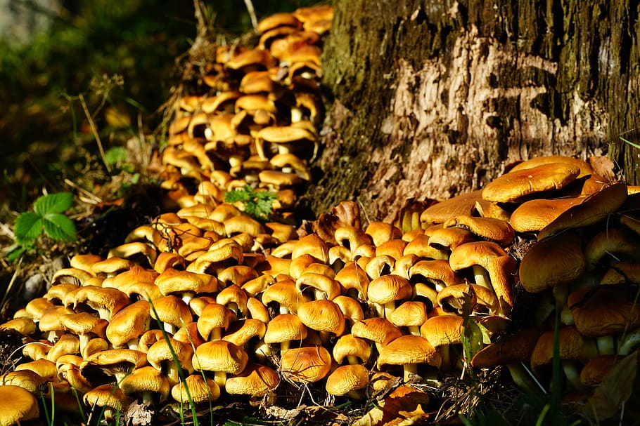 mushrooms, nameko, galerina, träuschling related, strophariaceae, fungal growth