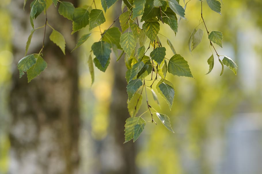 jesień, liściasty, roślina, liść, Natura, na dworze, drewno, drzewo, trawa, poziomy, kolorowy obraz