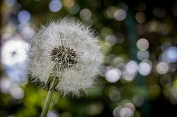 mælkebøtte, blomst, plante, natur, blæse, stilk, sløring, bokeh