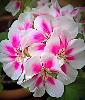 blomma, geranium, krukväxt, trädgård, flower umbel, röda vita blommor, anbud, doftande, skön, sommar, natur