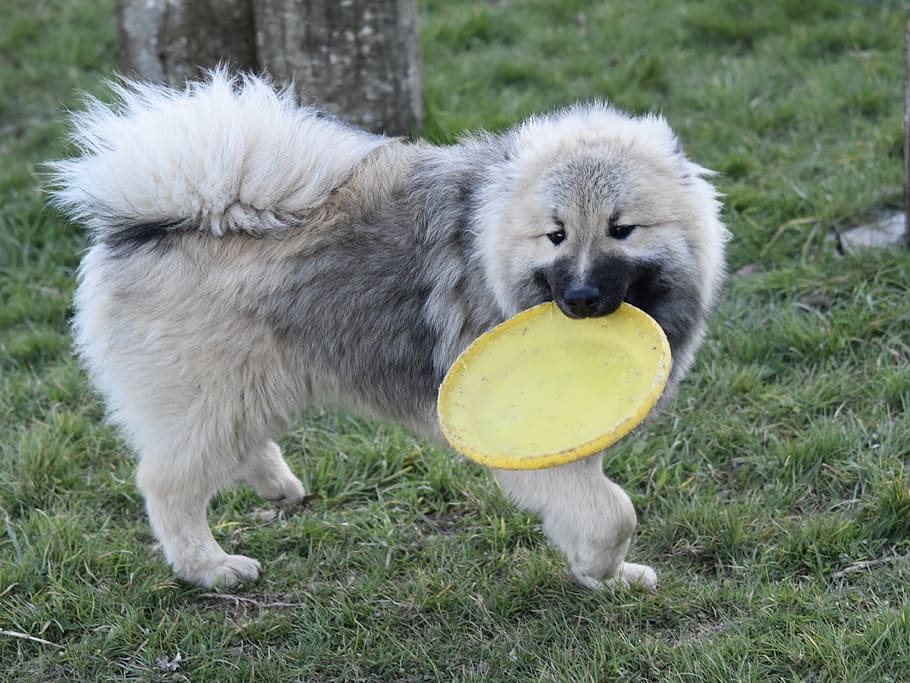 Pes, pes eurasier, štěně, eurasier, pes hraje frisbee, pes olaf modrá, psí, roztomilý, pejsek, zvíře, rozkošný