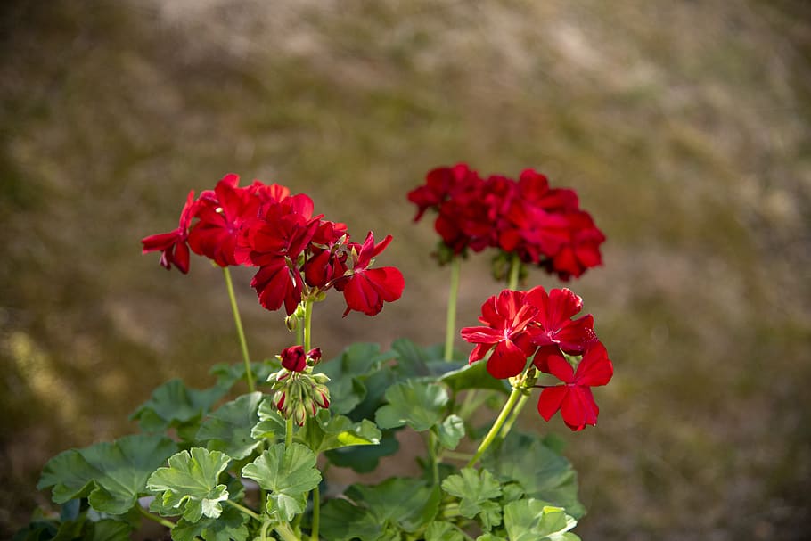 summer flowers, summer, flowers, plant, red, geranium, the indoor cultivation, potted plant, pot, altan, outdoor