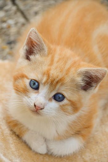 katje, kat, katachtig, schattig, dieren, aanbiddelijk, vacht, pot, zoogdieren, harig, jong