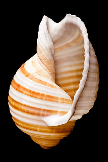 tulang, close-up, closeup, cangkang kerang, keong, karang, cowrie, terisolasi, laut, marinelife, kerang