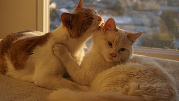 cats, love, pet, animals, feline, gata, couple, happiness, cat, joy, together