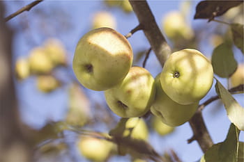 apples, fruits, food, trees, branches