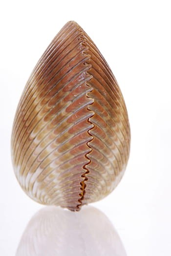 bone, close-up, closeup, coast, coastline, cockle-shell, conch, coral, cowrie, detail, empty