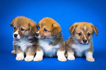 웨일스 어 corgi pembroke, 강아지, 귀엽다, 작은 개, 동물, 착한 애, 가장 사랑하는, 개, 아름다움, 코기, 전압