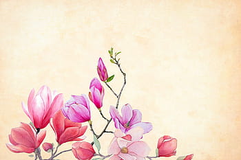 pink, flowers, textures light background, flower, background, watercolor, floral, border, garden frame, spring, vintage