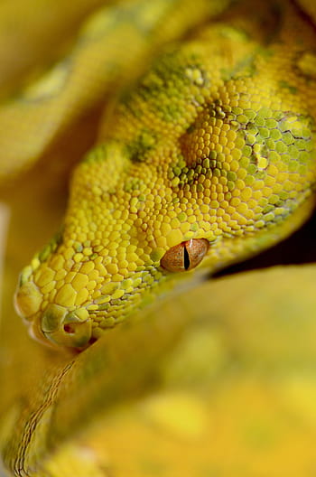 snake, reptile, green tree python, green, python, animal