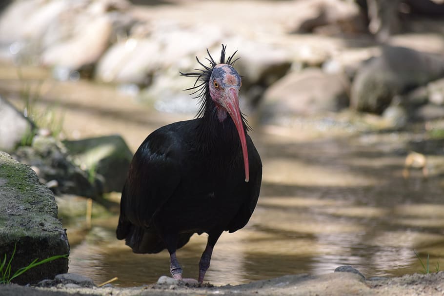 bird, tarvarjú, special, nature, beak, feather, fly, animal, zoo, northern bald ibis, waldrapp