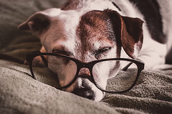 Hund, Schlafen, Brille, lesen, intelligent, Clever, Tier, Haustier, müde, Jack Russell
