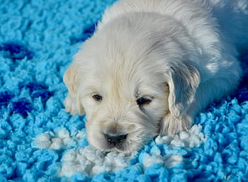anjing, golden retriever puppy, pup, jalang miss grey, dog pet, dog breed golden