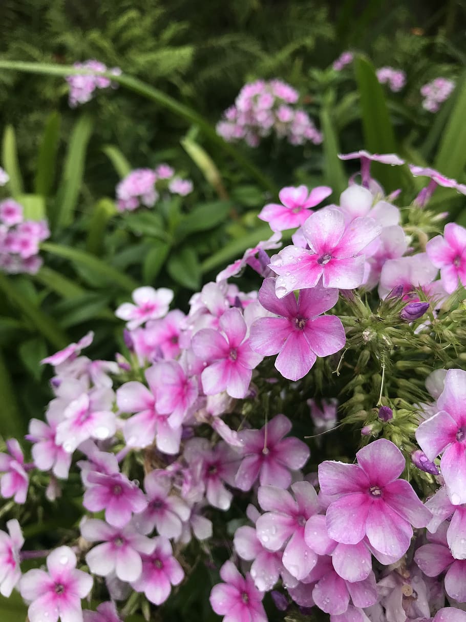 phlox nativo del Texas, fiore, fiorire, fioritura, rosa, fucsia, natura, romantico, floreale, pianta, colore ombré